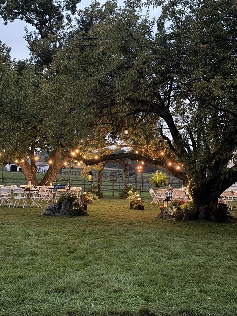 Ceremony aisle under the old tree, lit at dusk