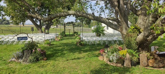 Outdoor ceremony seating under the old arching tree