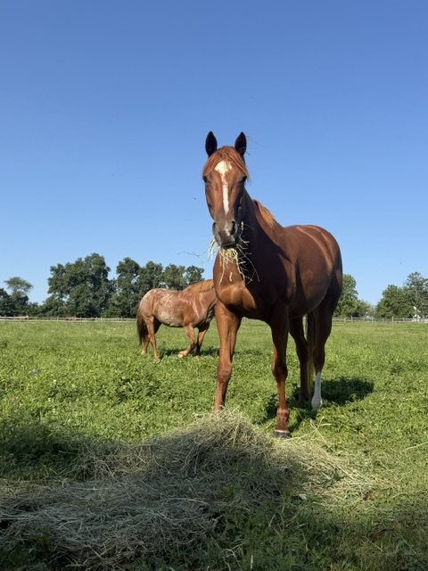 Chestnut horse in the pasture